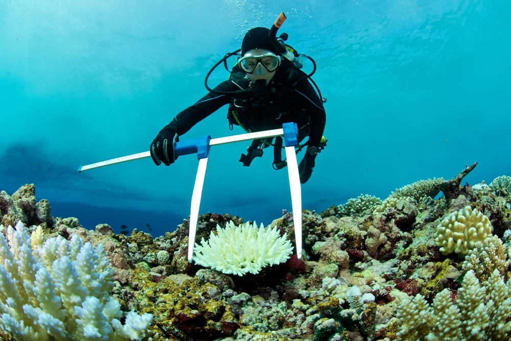 Scuba diver exploring corals