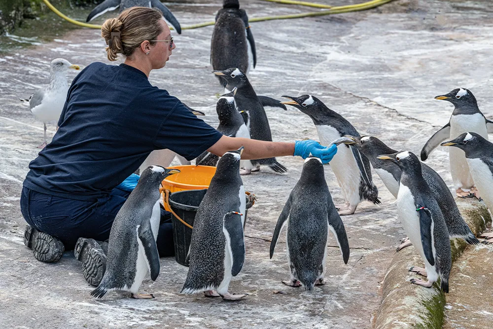 Zookeeper feeding penguins