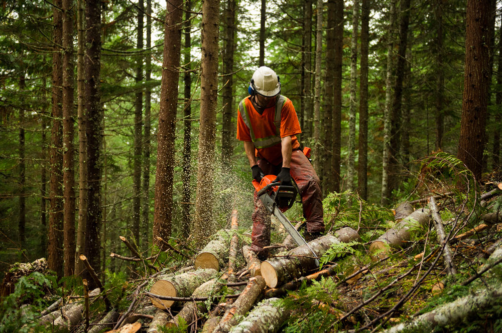 Person in safety wear using chainsaw to cut logs
